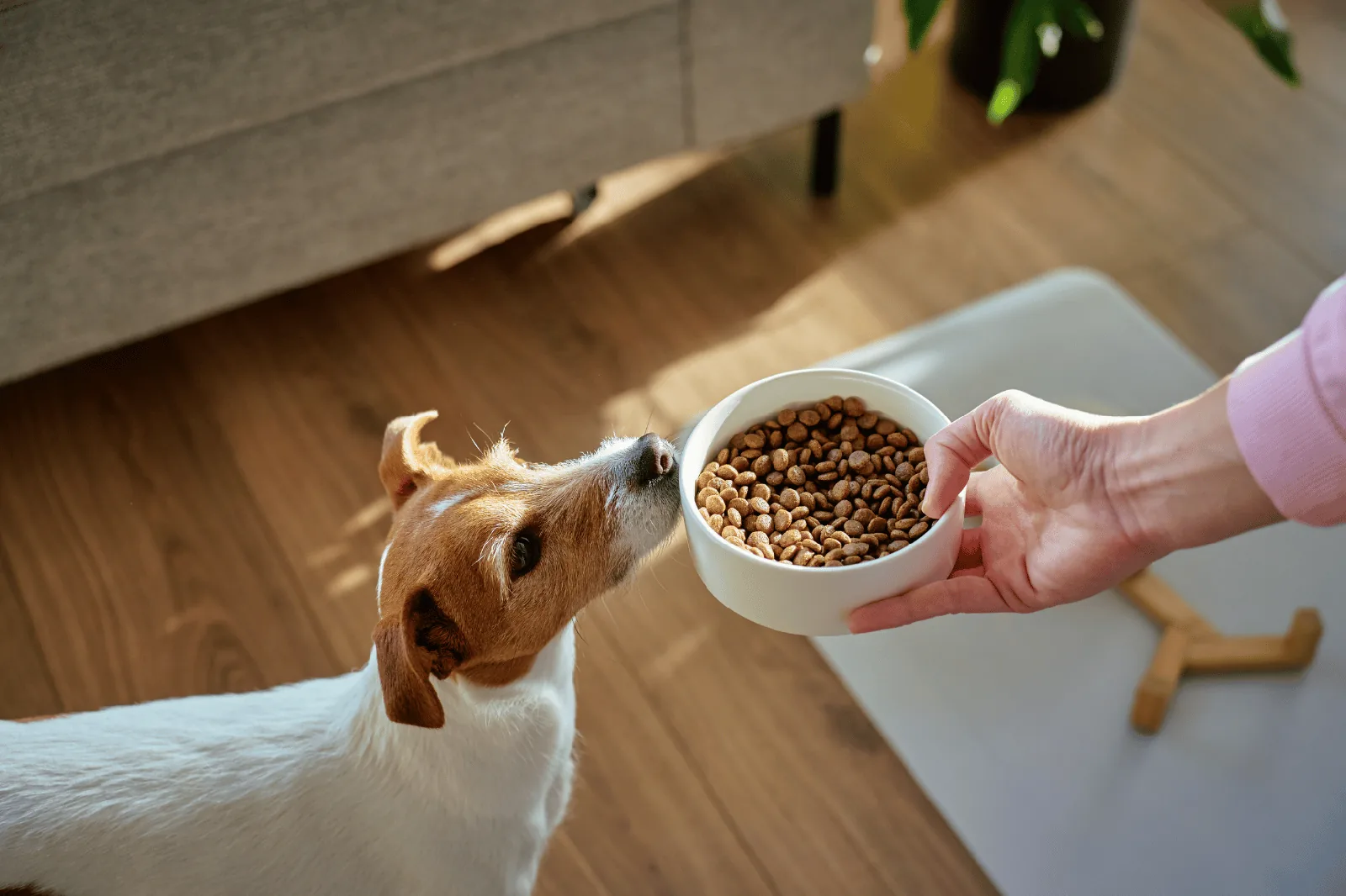 Jack Russell schnuppert an einem Napf mit Hundefutter